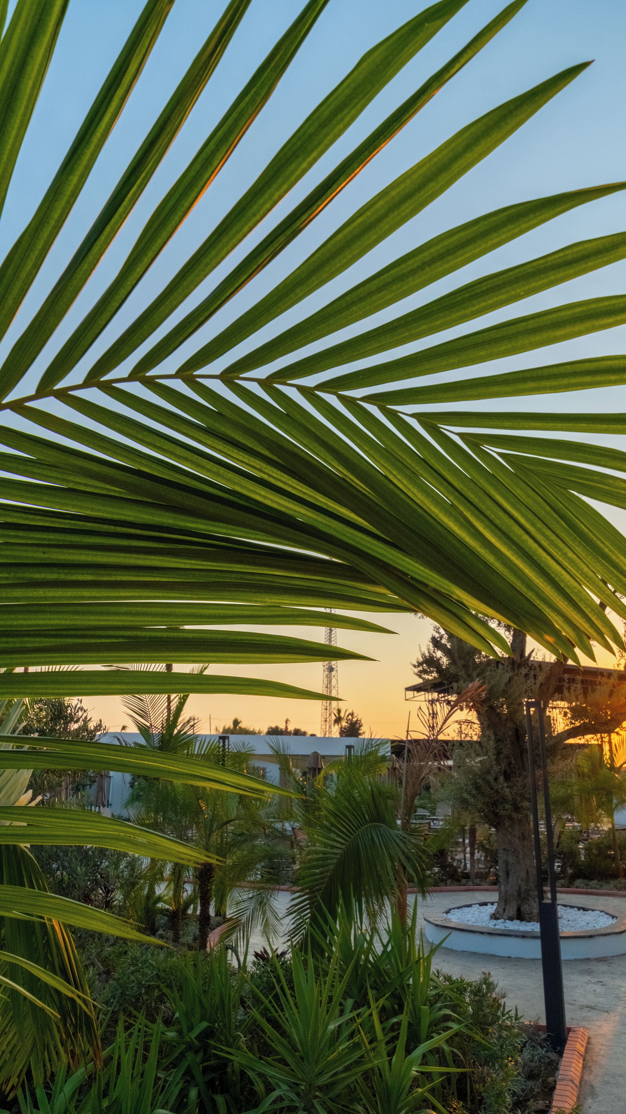 A palm tree with a clear sky in the background.