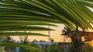 A palm tree with a clear sky in the background.