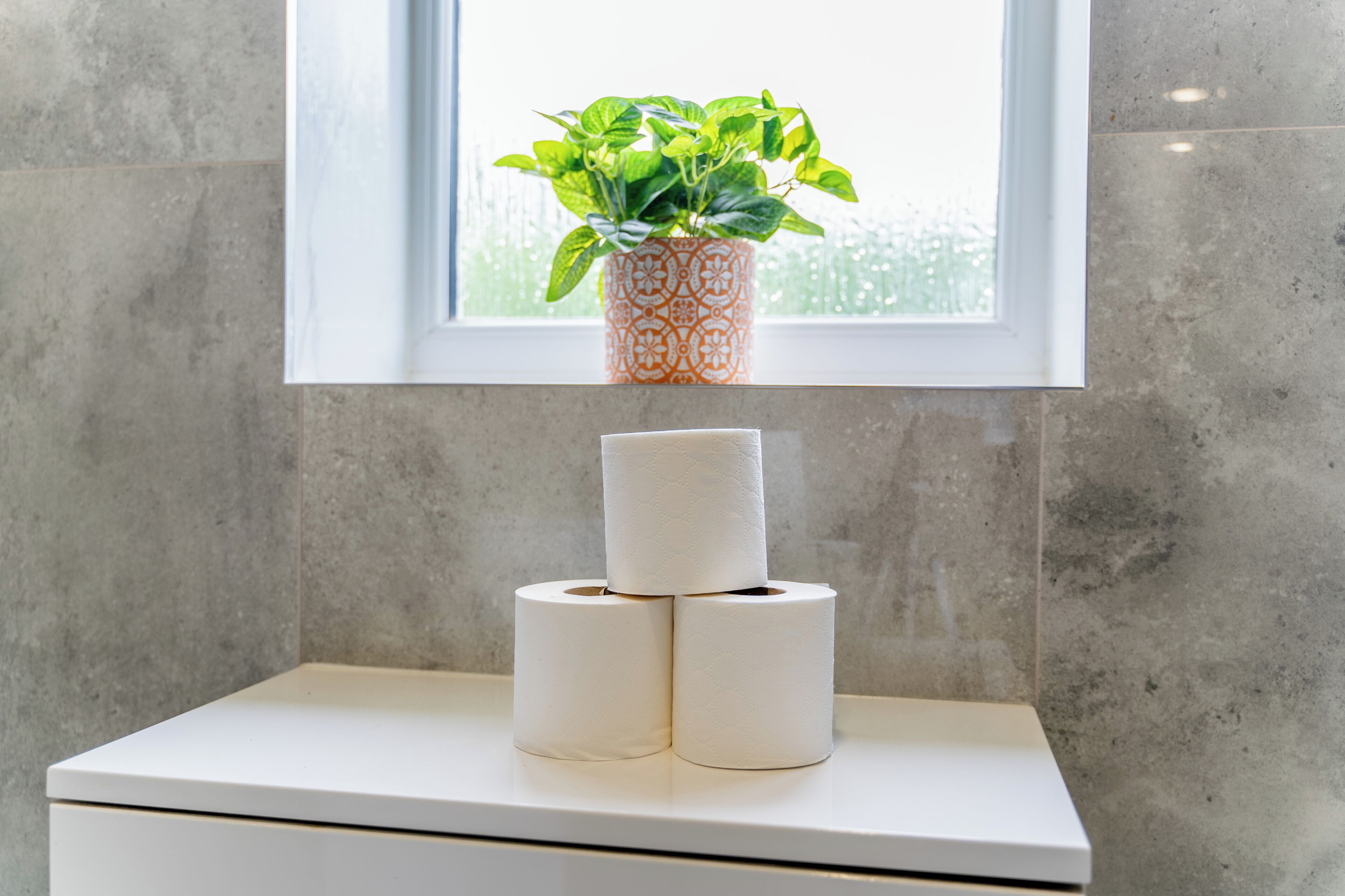 Un bany amb dispensador de paper higiènic, una planta en test i una finestra amb vistes.