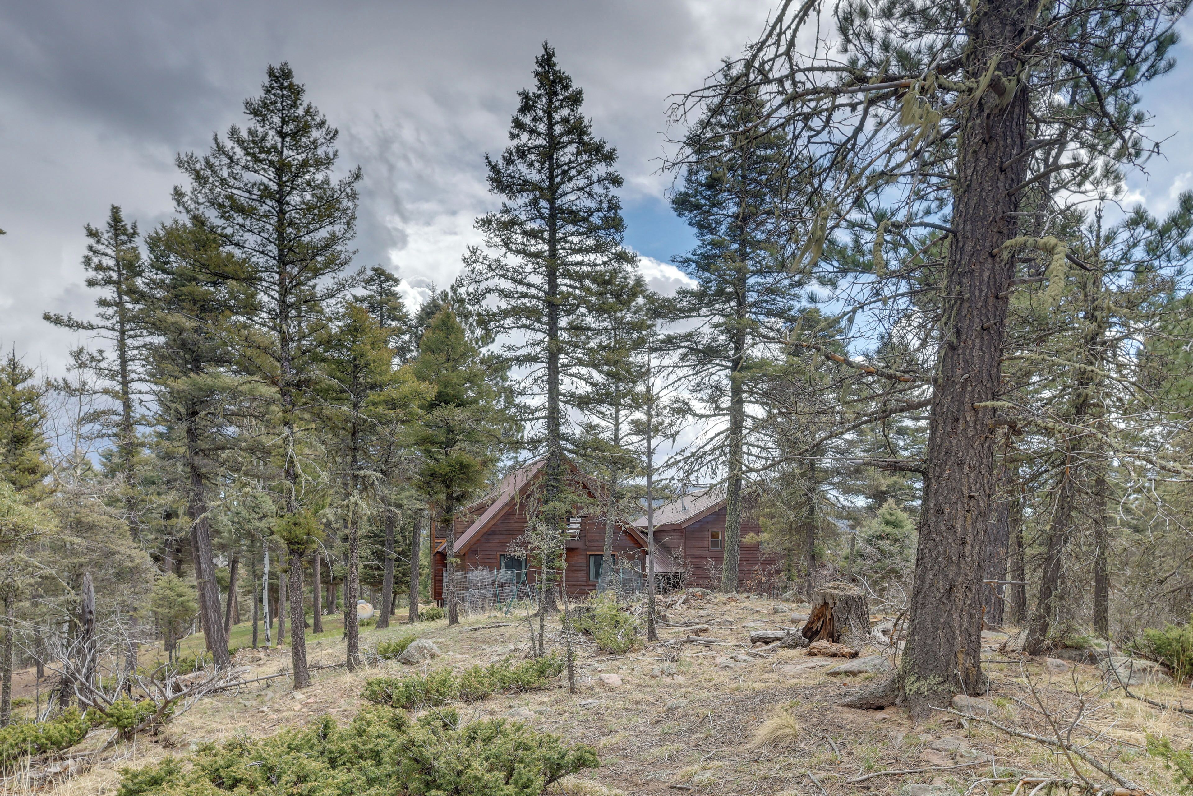 A rustic cabin surrounded by tall pine trees in a forested area.