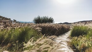 Ein Pfad, gesäumt von hohem Gras, unter einem wolkenlosen Himmel.