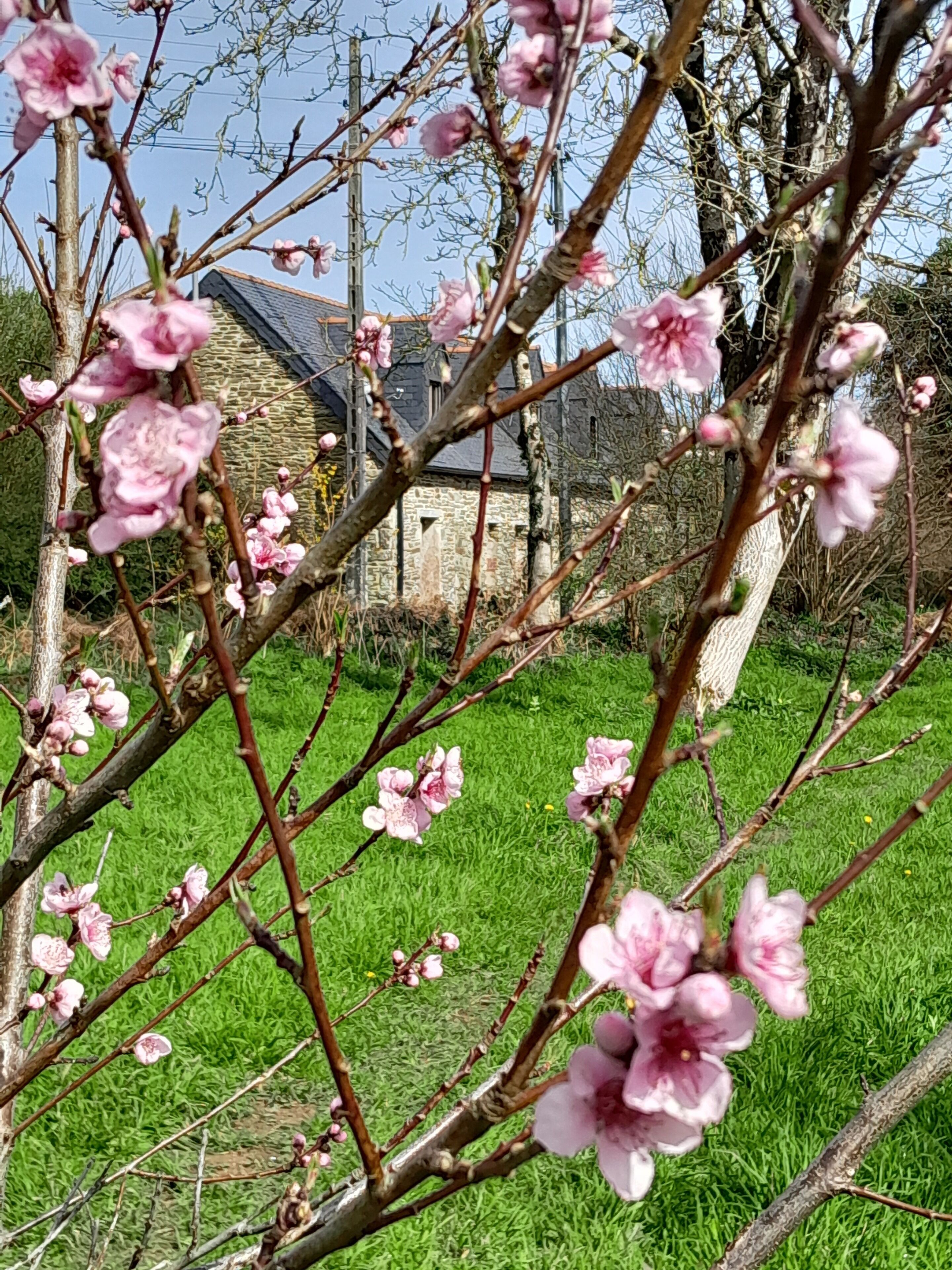 A garden with blooming pink flowers and a stone building in the background.