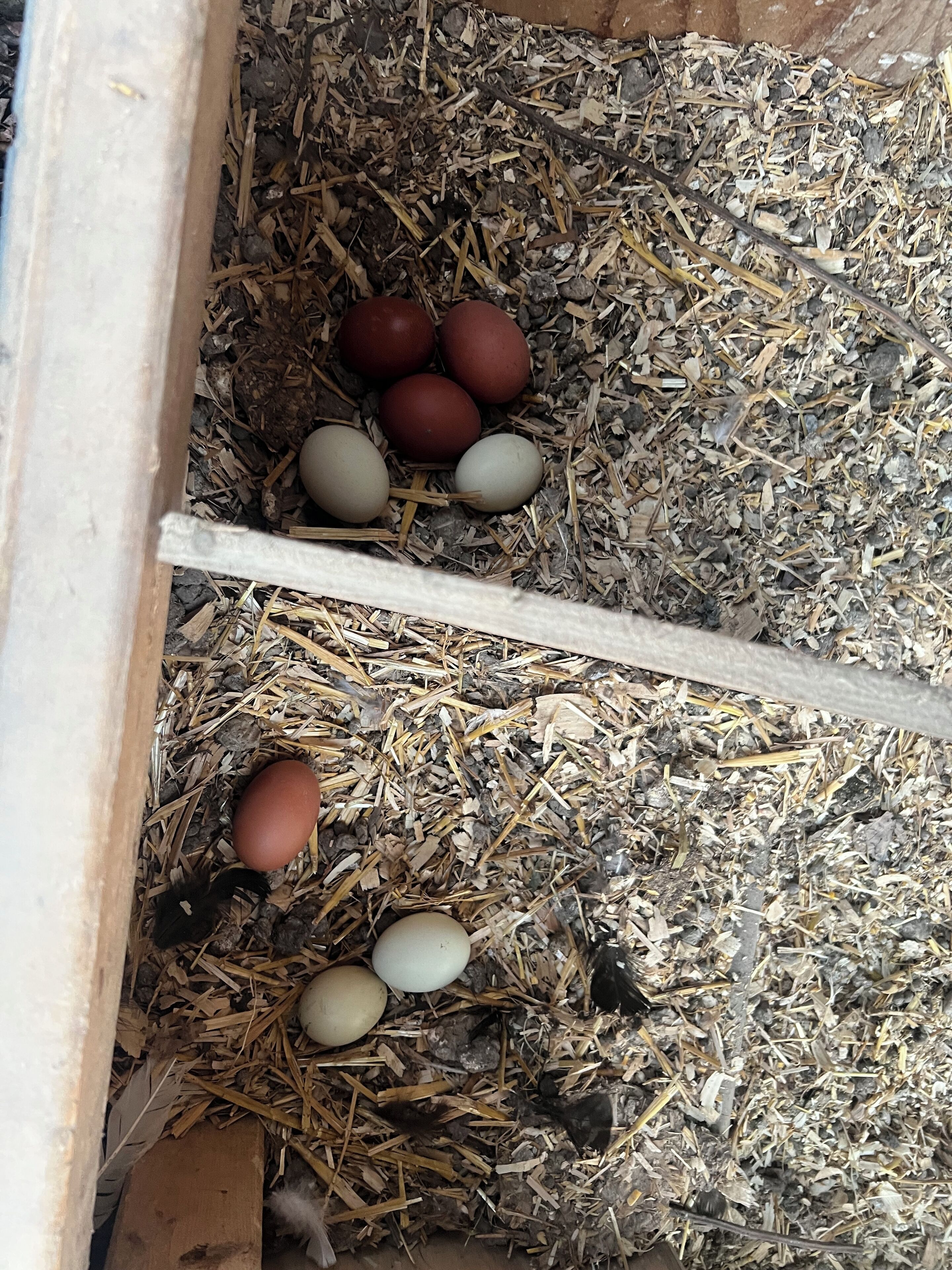 Una caja de madera con un nido que contiene huevos y polluelos.