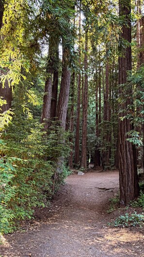 A forested area with tall trees and a dirt path.
