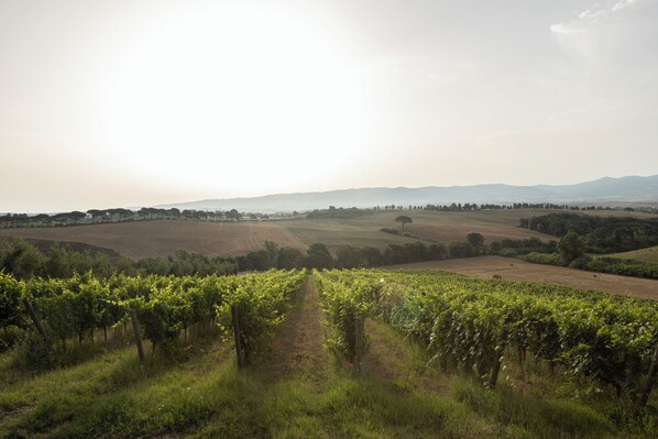 Land view from property - Agriturismo Cappellese (Rosignano Marittimo)