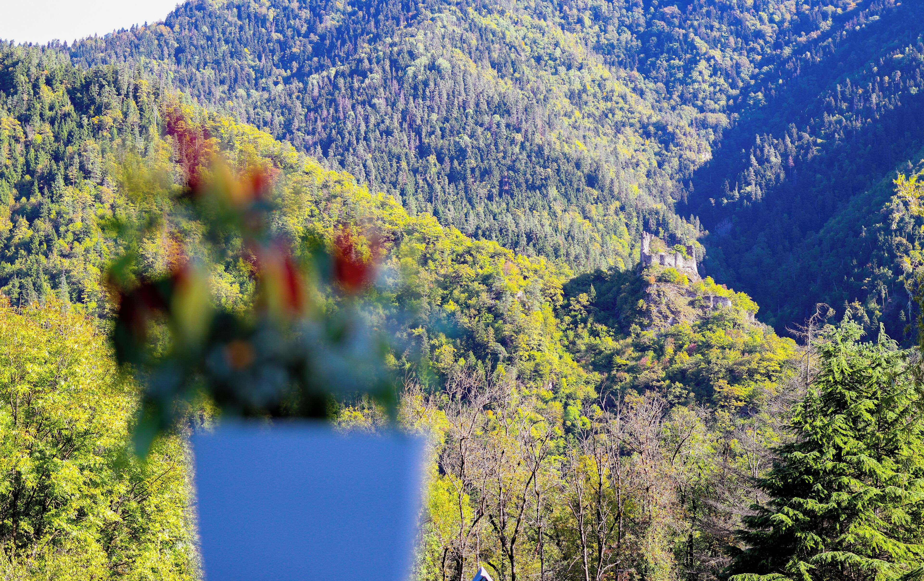 A mountainous landscape with dense forest.