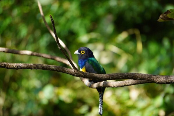Un oiseau était perché sur une branche.