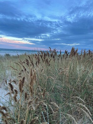 A beach with tall grasses and a cloudy sky.