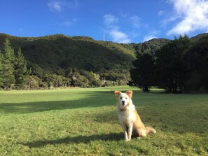 A dog sitting in a grassy field with a forested hill in the background. - Lifestyle farm stay retreat near CBD (Wainuiomata)