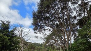 A wooden deck with a view of a forested area. - Lifestyle farm stay retreat near CBD (Wainuiomata)
