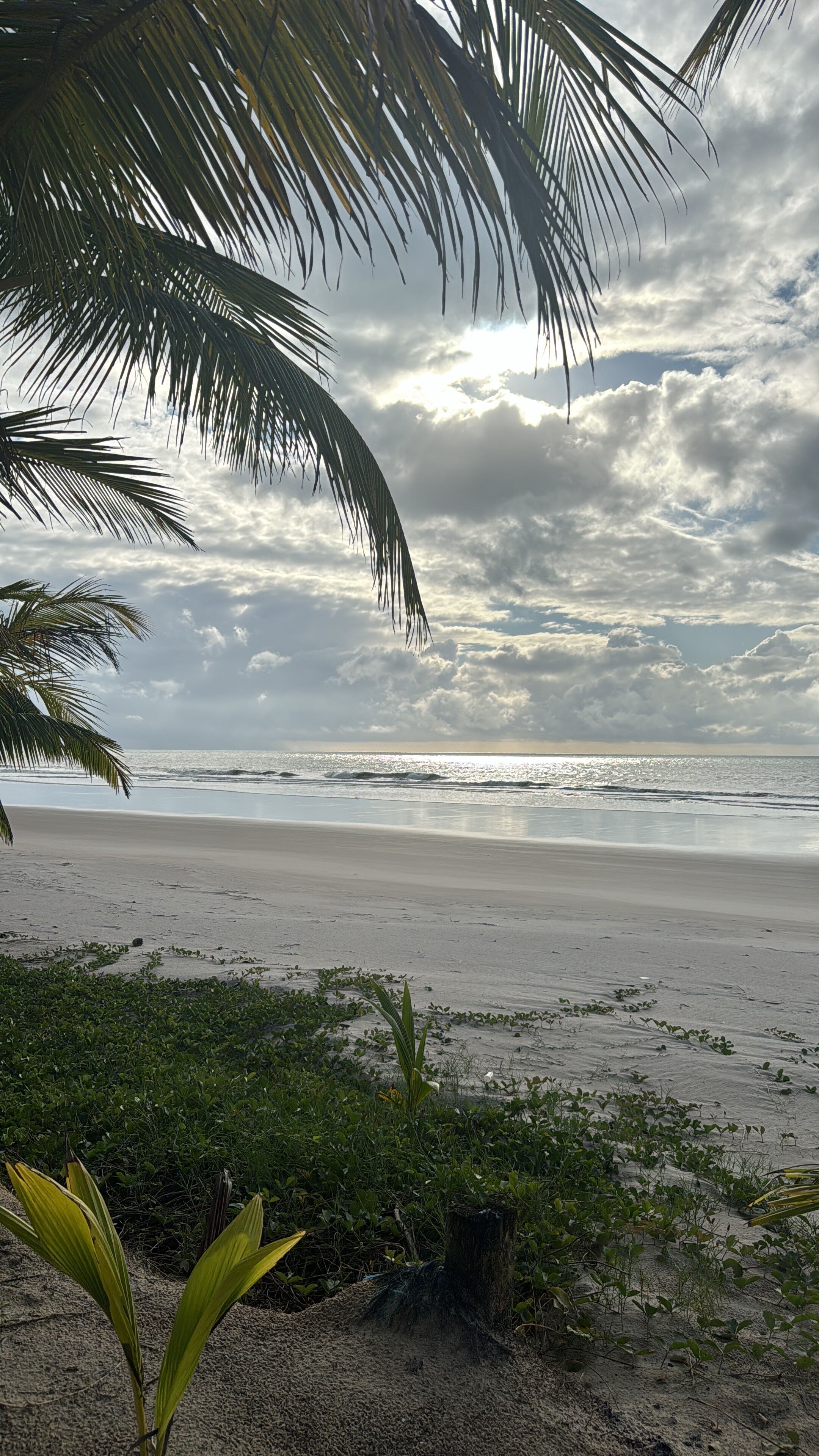 Une plage bordée de palmiers, sous un ciel nuageux.