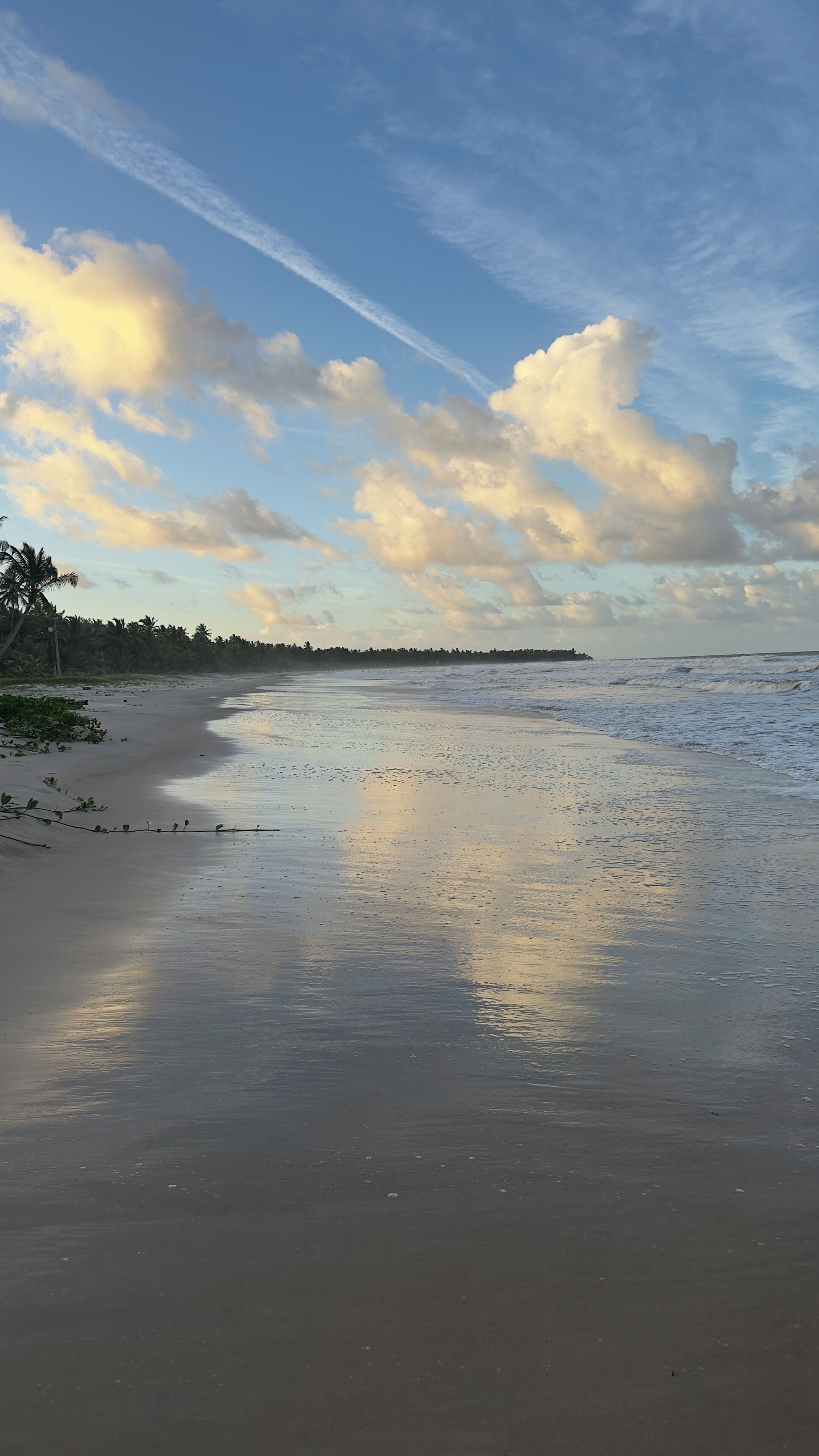 Une plage avec une mer calme, un ciel dégagé et une rangée d’arbres à l’horizon.