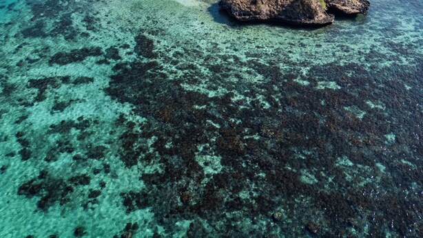 An aerial view of a coastal area with clear turquoise waters, a sandy beach, and rocky outcrops with sparse vegetation. - Satu Hati Hotel and Restaurant (Jerowaru)
