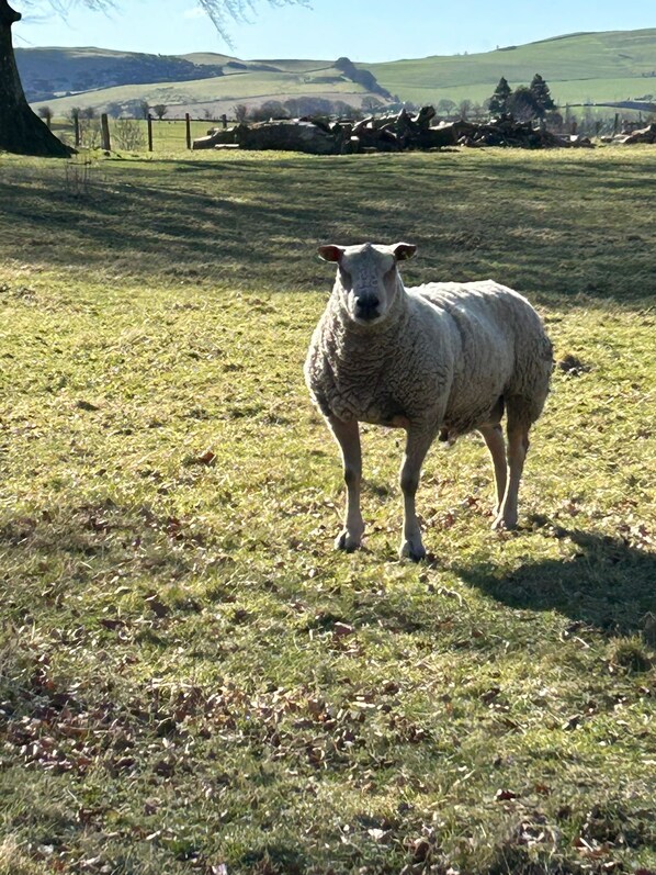 A sheep standing in a grassy field with a fence and hills in the background.