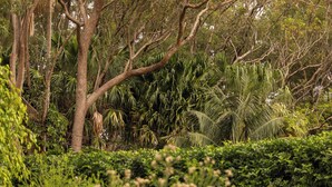 A dense tropical garden with various types of trees and lush greenery. - Rustic, cosy one bedroom guesthouse. Just a short walk to Umina Beach! (Umina Beach)