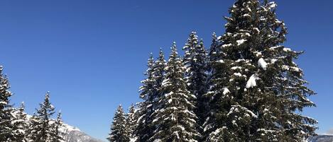 Un paisaje nevado con árboles de hoja perenne y un cielo azul despejado.