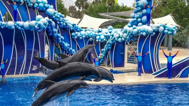Un spectacle de dauphins avec des artistes vêtus de costumes bleus, présenté dans un parc aquatique.
