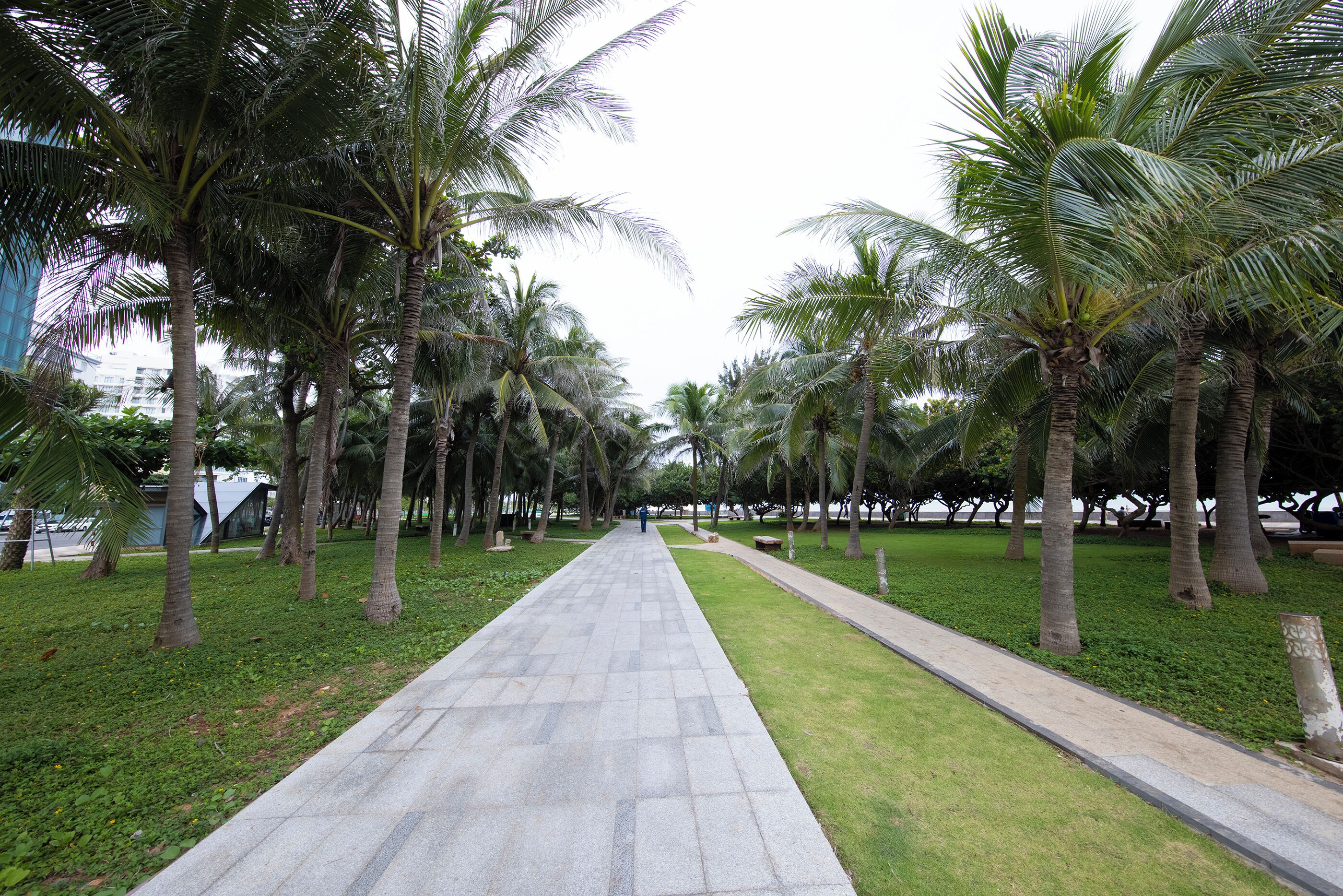 A paved pathway flanked by palm trees and grass, leading towards a distant structure.