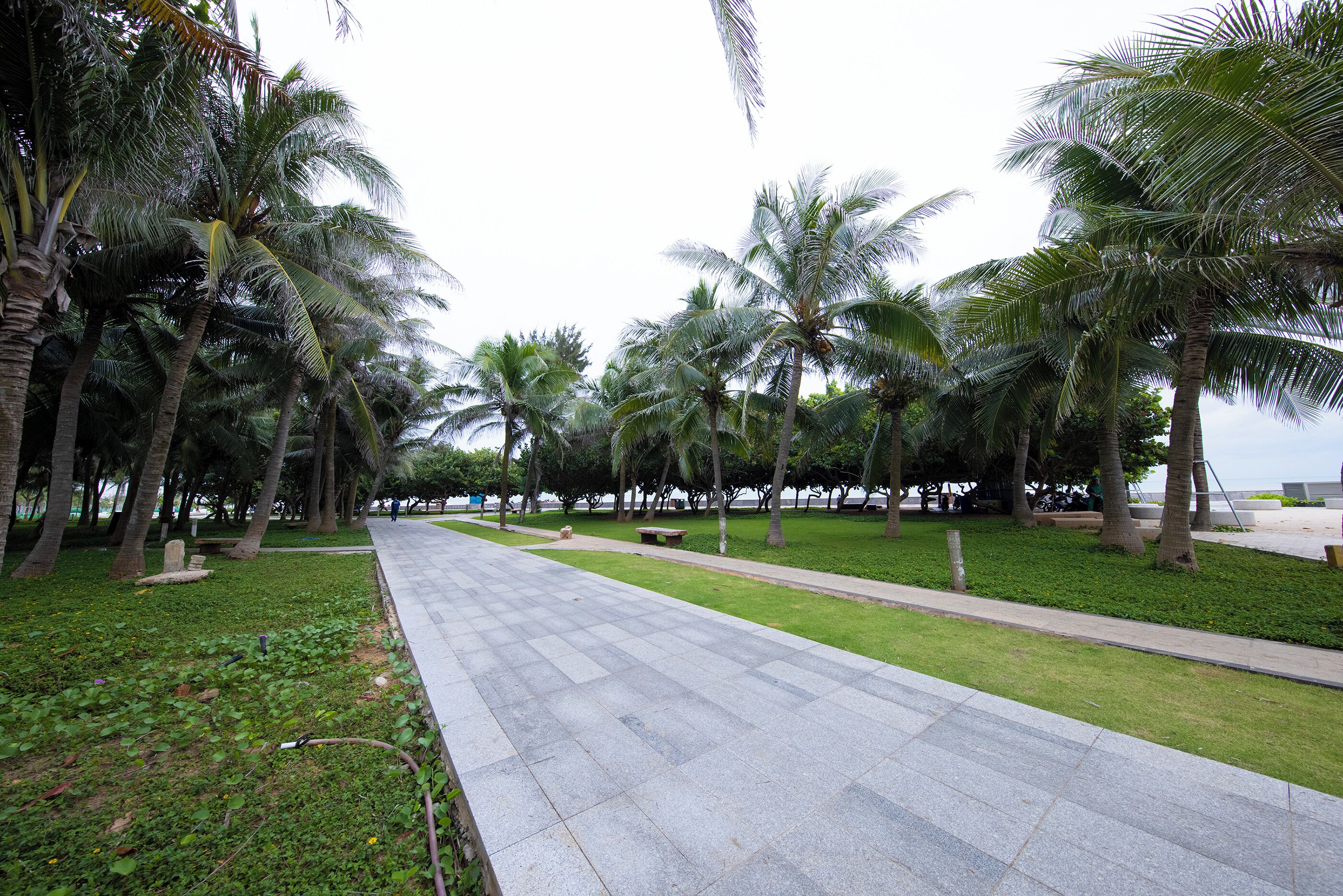A paved walkway flanked by palm trees and a grassy area with a stone bench.