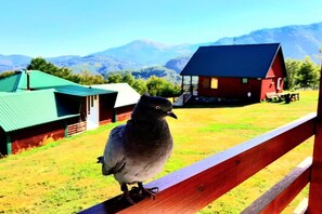 Property grounds - Studio Apartment with Terrace 1 (Mojkovac)