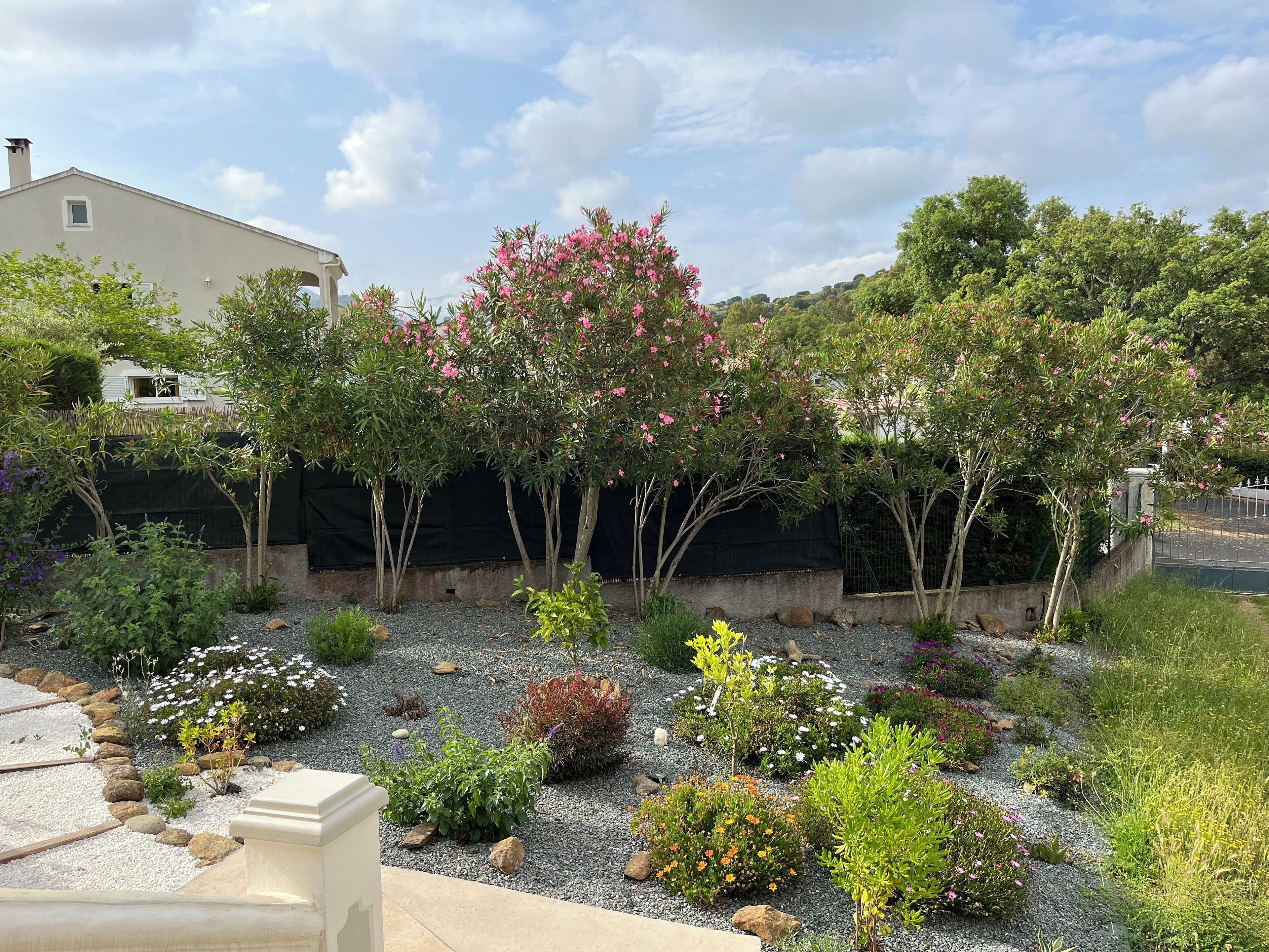 A garden with various plants and a building in the background.