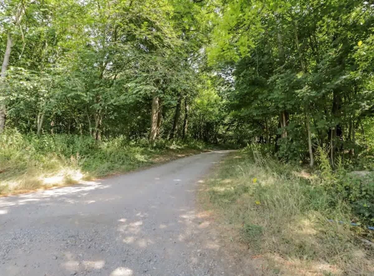 Un camino rural rodeado de abundante vegetación verde.