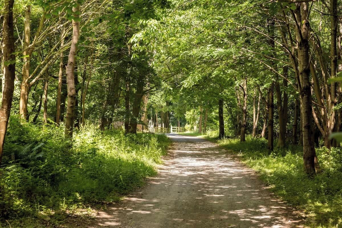 Un sentier étroit, bordé d’arbres, qui traverse une zone boisée.