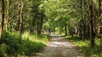 Un sentier étroit, bordé d’arbres, qui traverse une zone boisée.