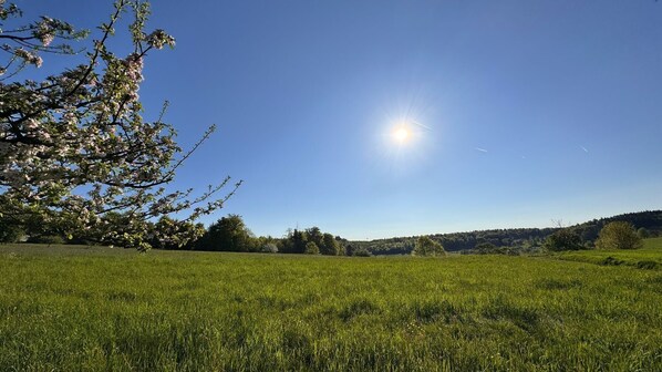 Un campo cubierto de césped con cielo despejado y un árbol en flor.
