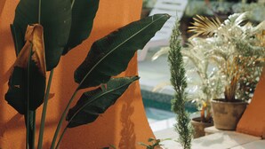 A room with large green leaves, a small potted plant, and a reflective surface. - Nazaara Hills Retreat (Udaipur)