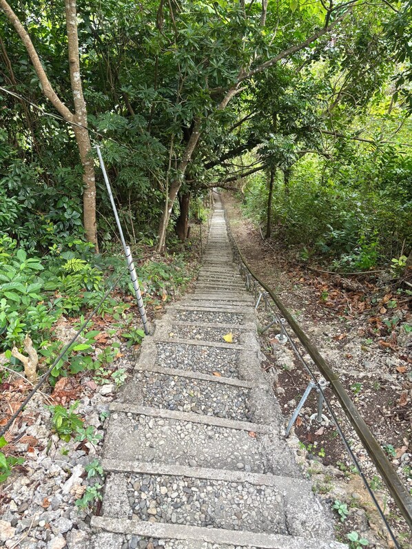 A concrete pathway with metal railings, surrounded by dense greenery and trees.