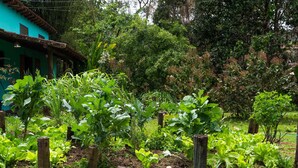 Ein Garten mit erhöhten Blumenbeeten, einem Holzzaun und einem Haus mit blauem Dach im Hintergrund.