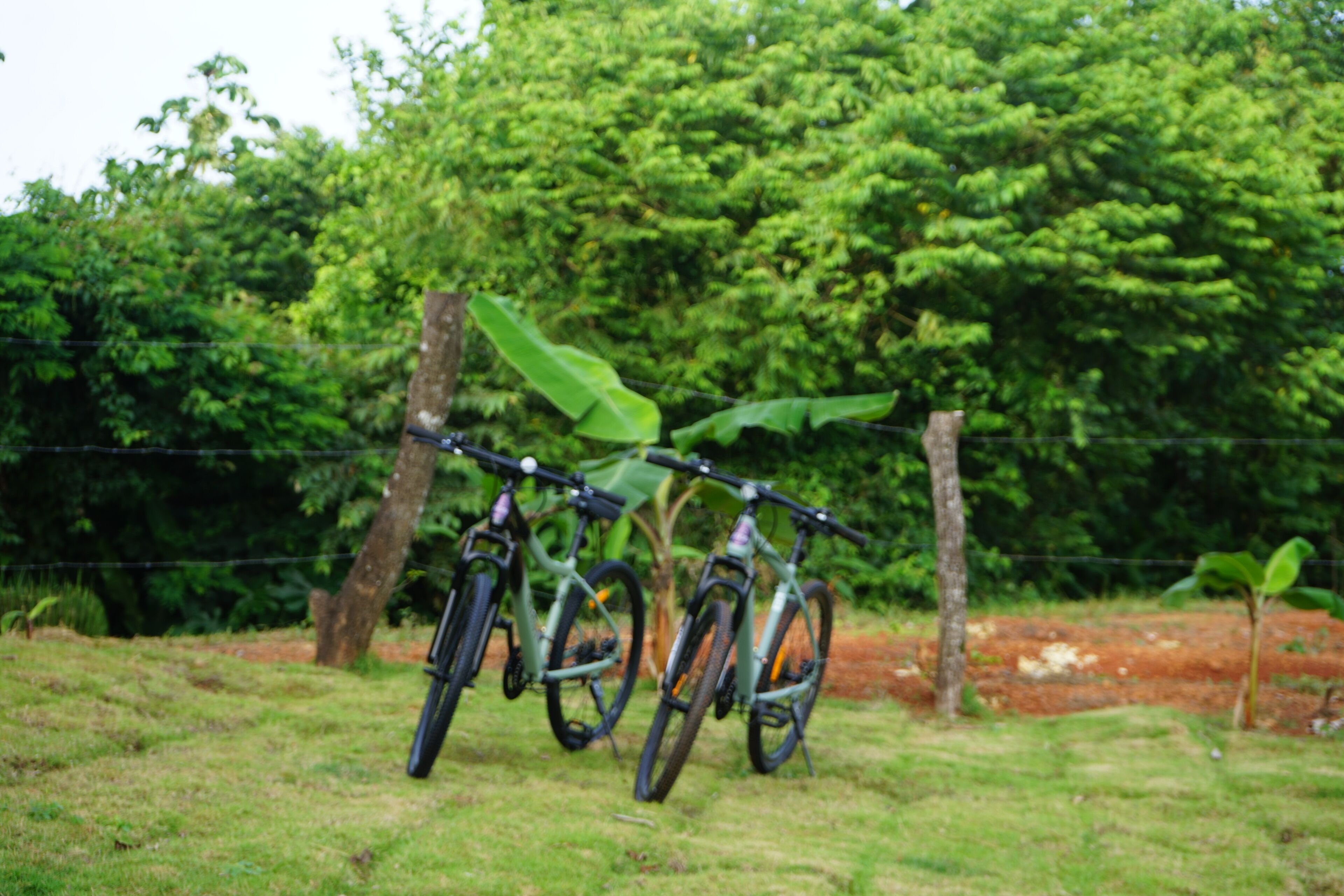 Servei de l'allotjament