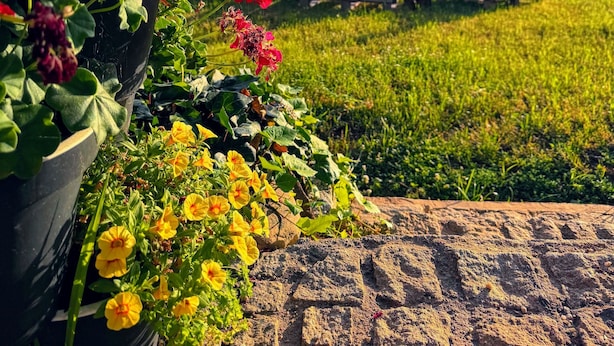 A garden with potted red and yellow flowers, a wooden bench, and a grassy field in the background. - Quinta Vale Salgueiro (Carragozela)