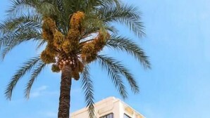 En hög byggnad med en palm framför, en basketkorg och en stoppskylt.