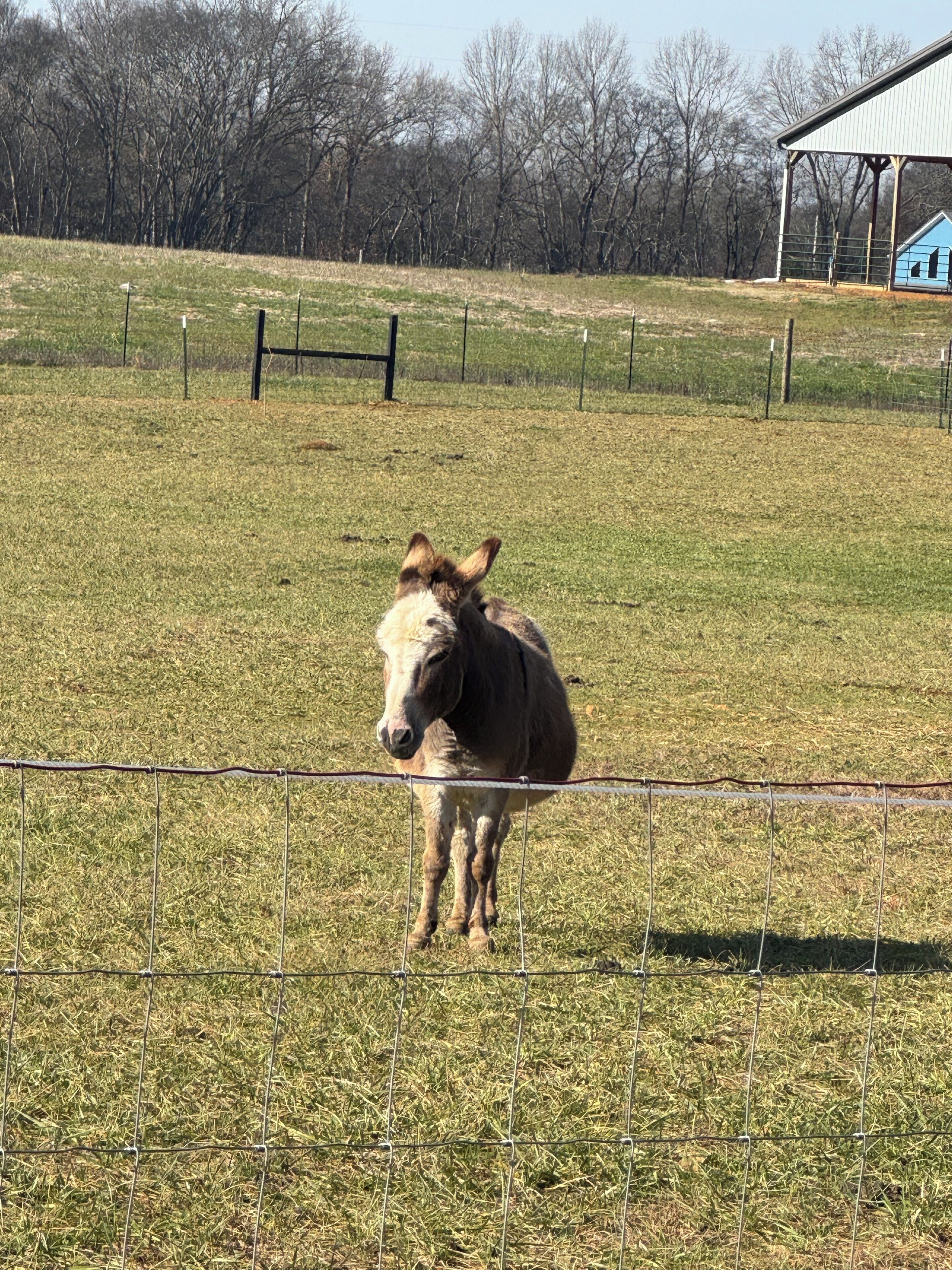 Ein Pony steht hinter einem Drahtzaun in einem grasbewachsen Feld mit Bäumen im Hintergrund.