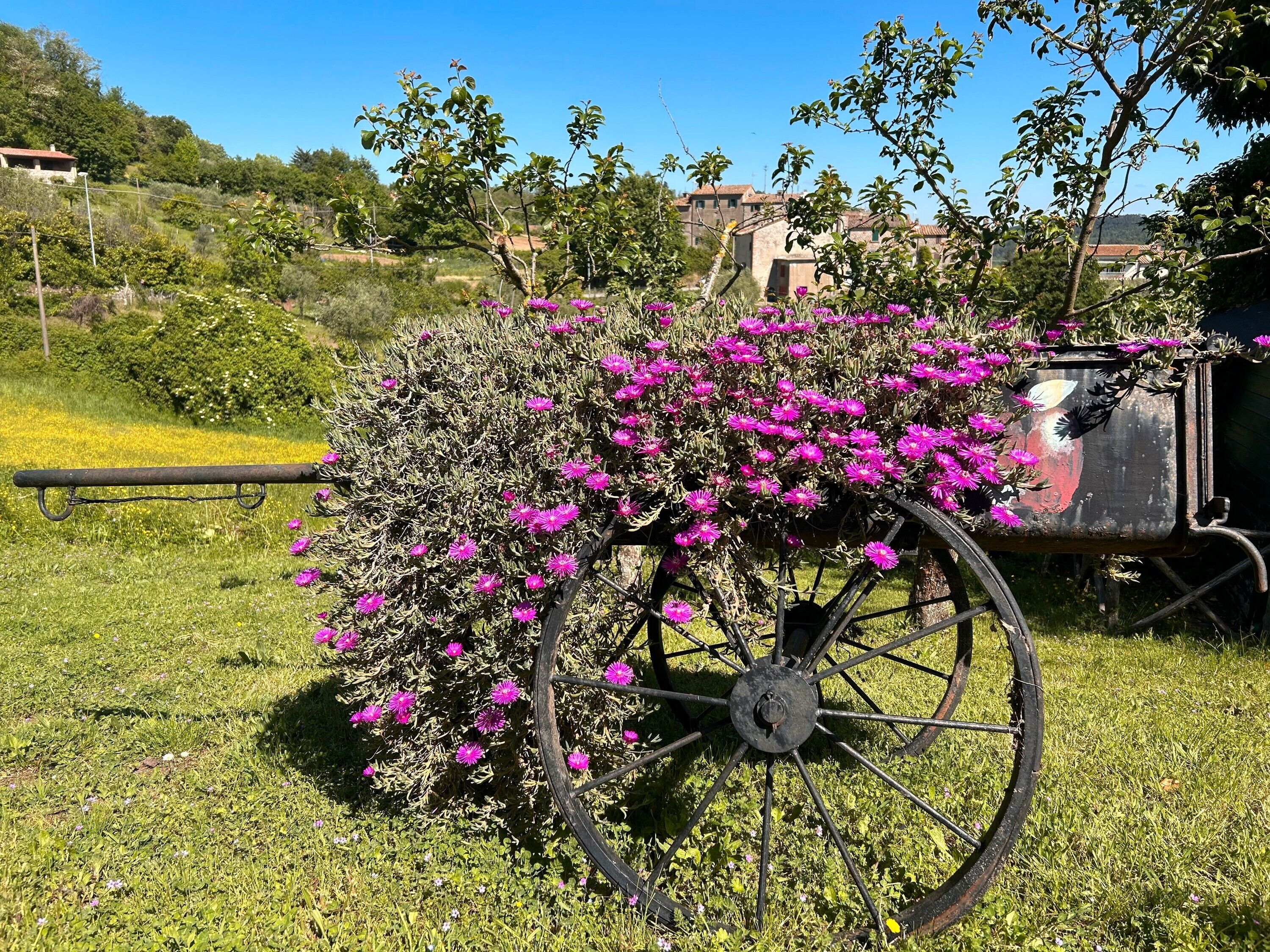 A vintage cart with purple flowers in a grassy field, surrounded by greenery and buildings.