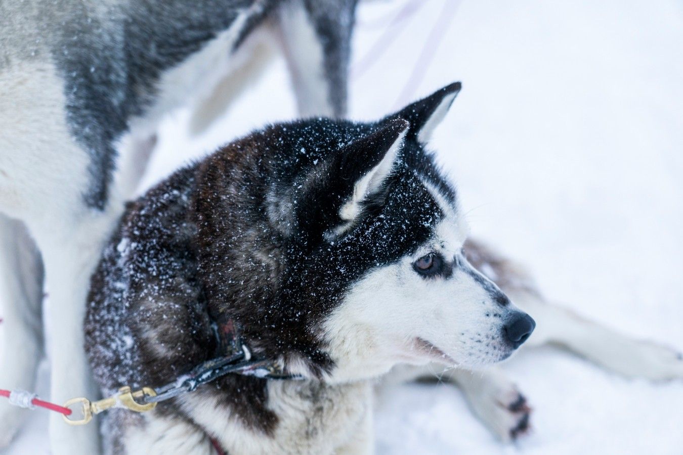 A husky with snow on its fur, lying on the ground.
