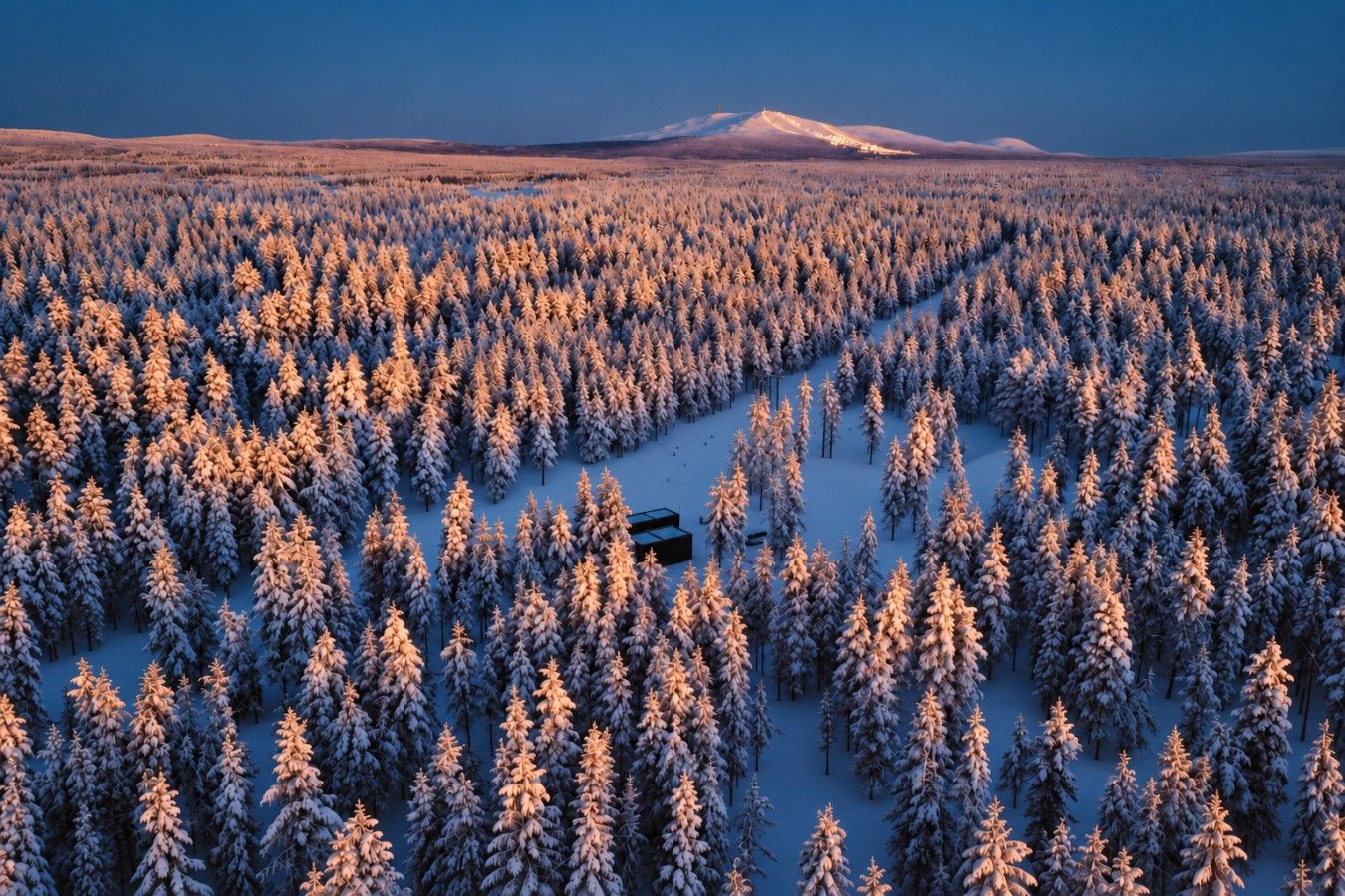 A vast forest with a cabin in the middle.