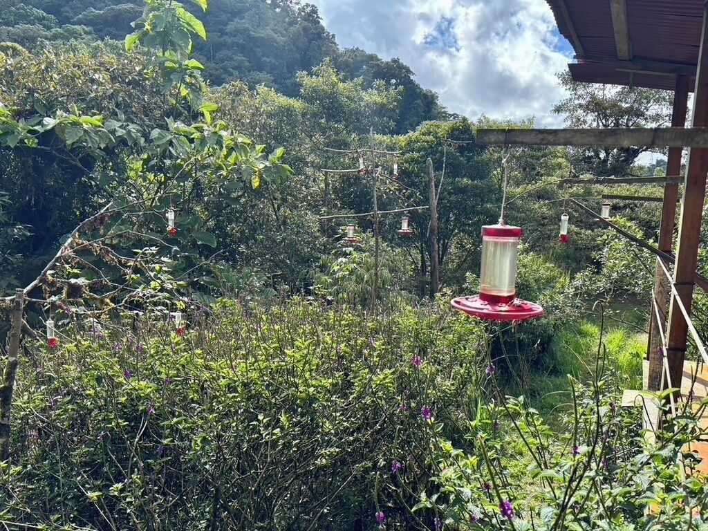 A garden with a wooden pergola and hanging bird feeders.