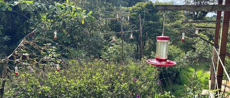 A garden with a wooden pergola and hanging bird feeders.