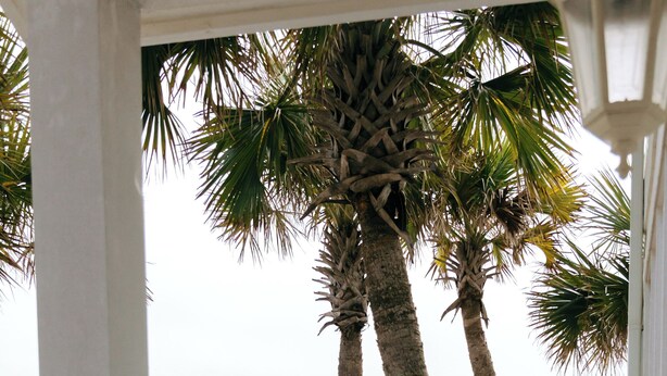 Una passerella in legno conduce a una spiaggia con palme e vista sull'oceano.
