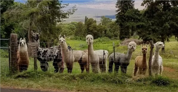 Miscellaneous - Upcountry Alpaca, Llama and Rabbit working farm (Kula)