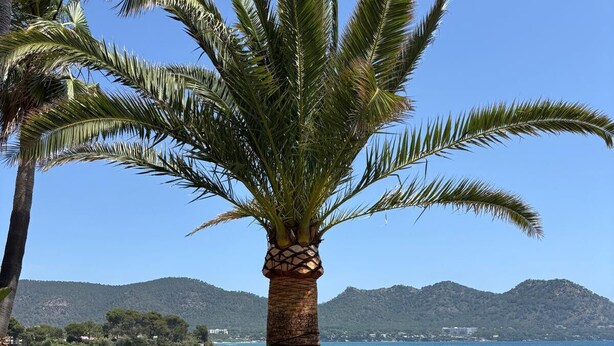 A palm tree, a hammock, and a view of a lake with mountains in the background. - VILLA PORT VERD - Luxury sea-front villa in Cala Bona (Son Servera)