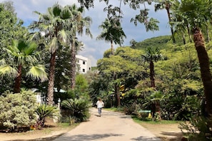 A pathway in a lush garden with palm trees and dense foliage.