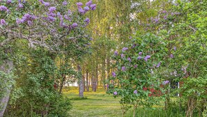 A garden pathway surrounded by lush greenery and purple flowering shrubs.