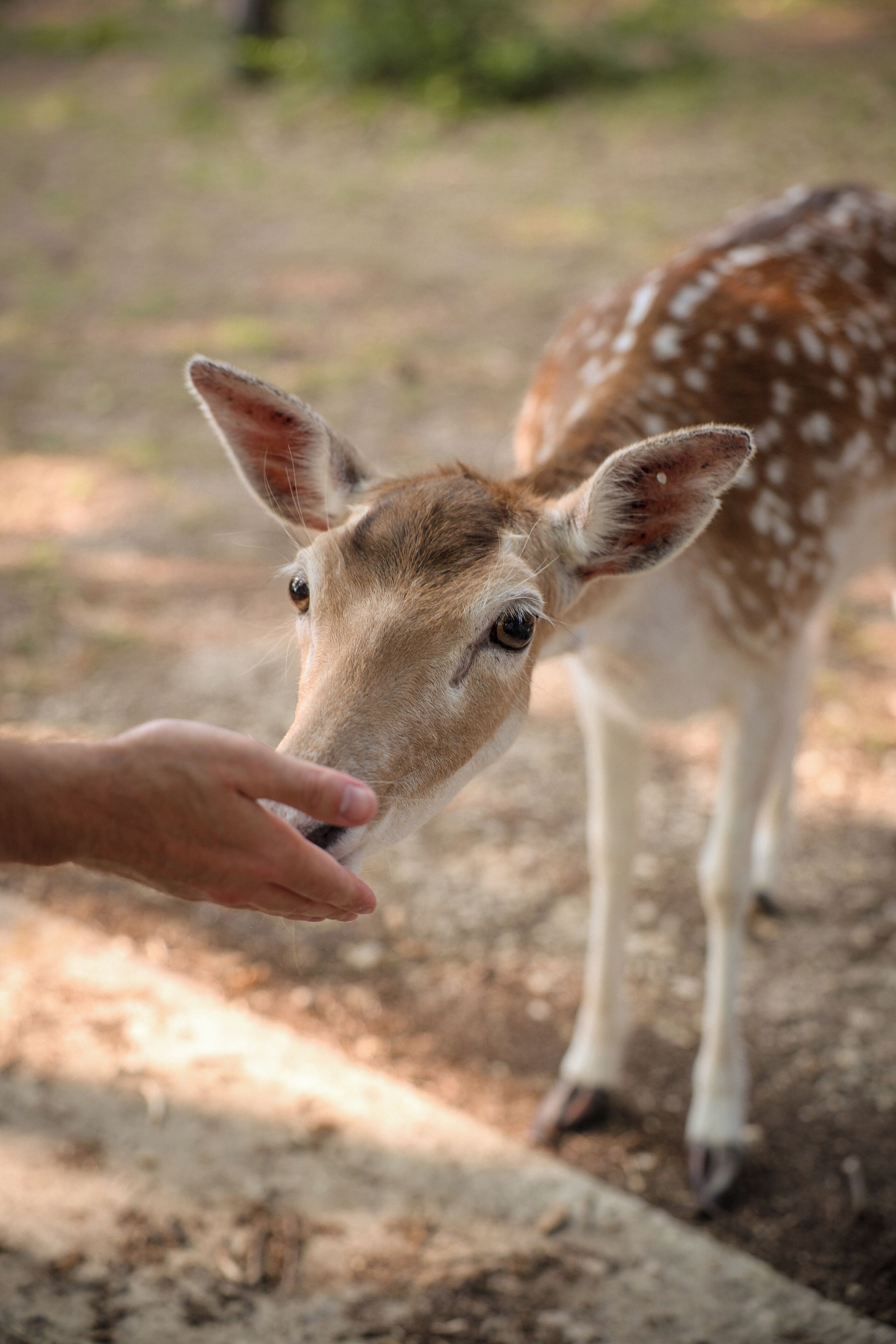 A deer with a human hand feeding it.