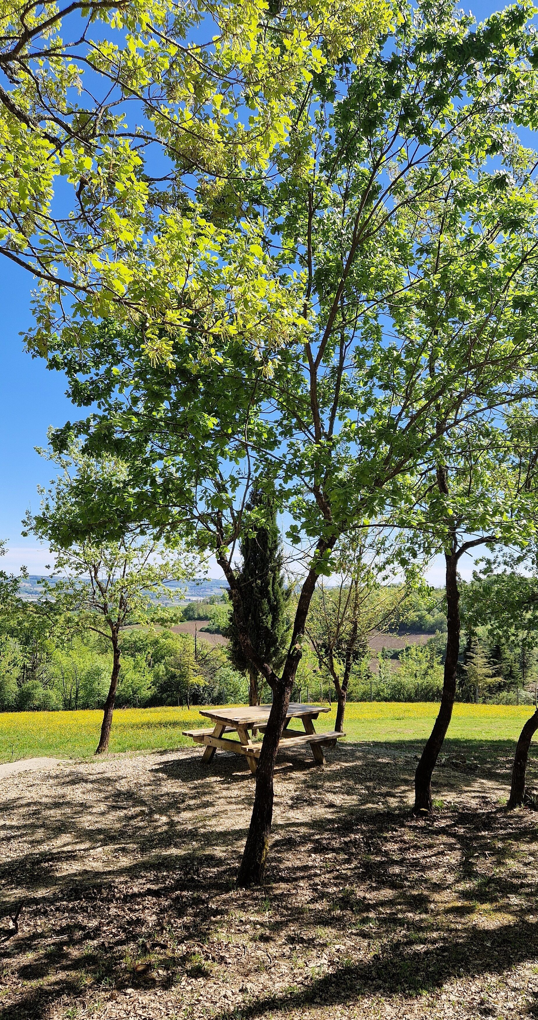 A picnic table in a park with trees and a clear sky.