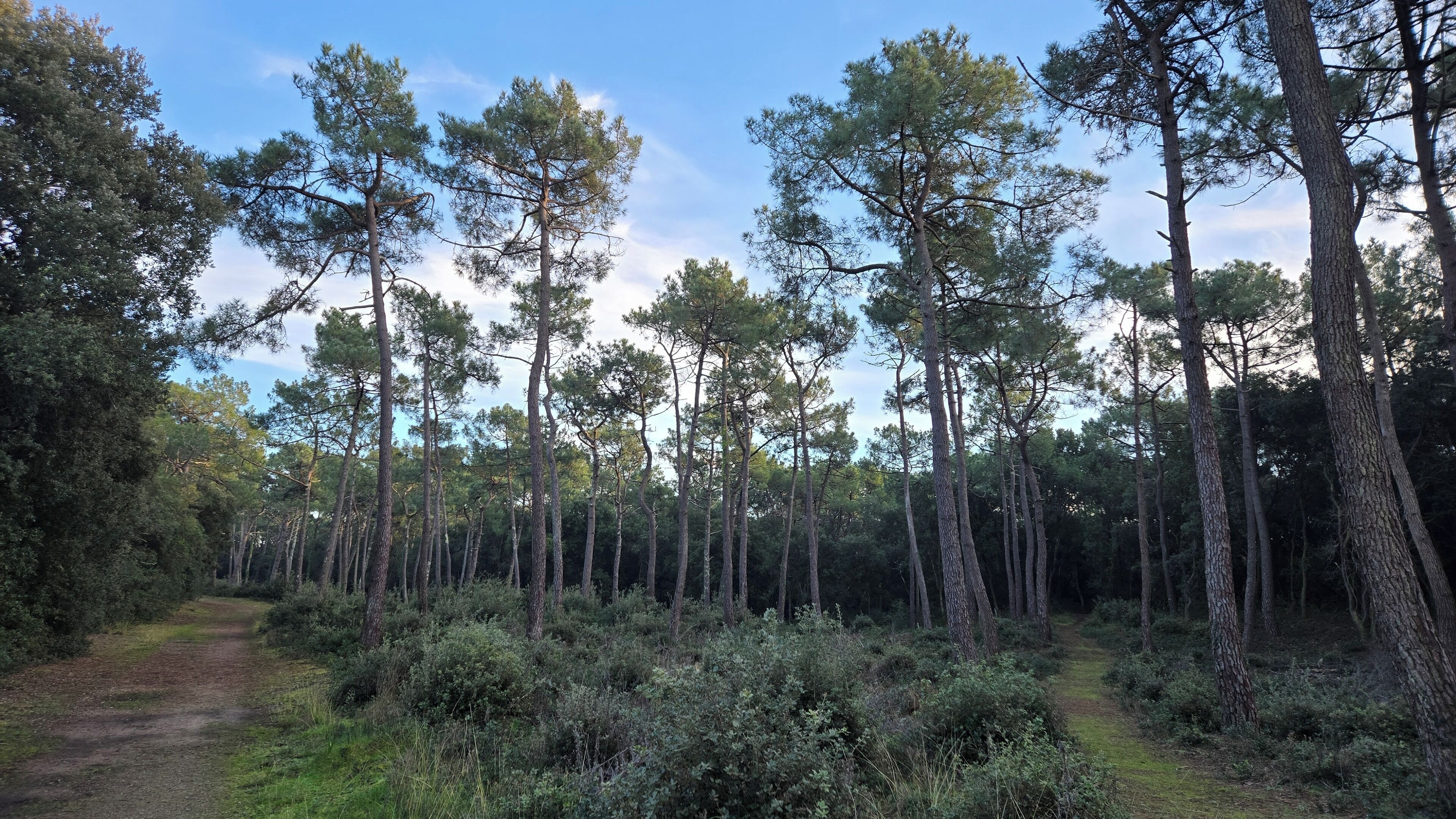 Ein bewaldetes Gebiet mit einem Feldweg.