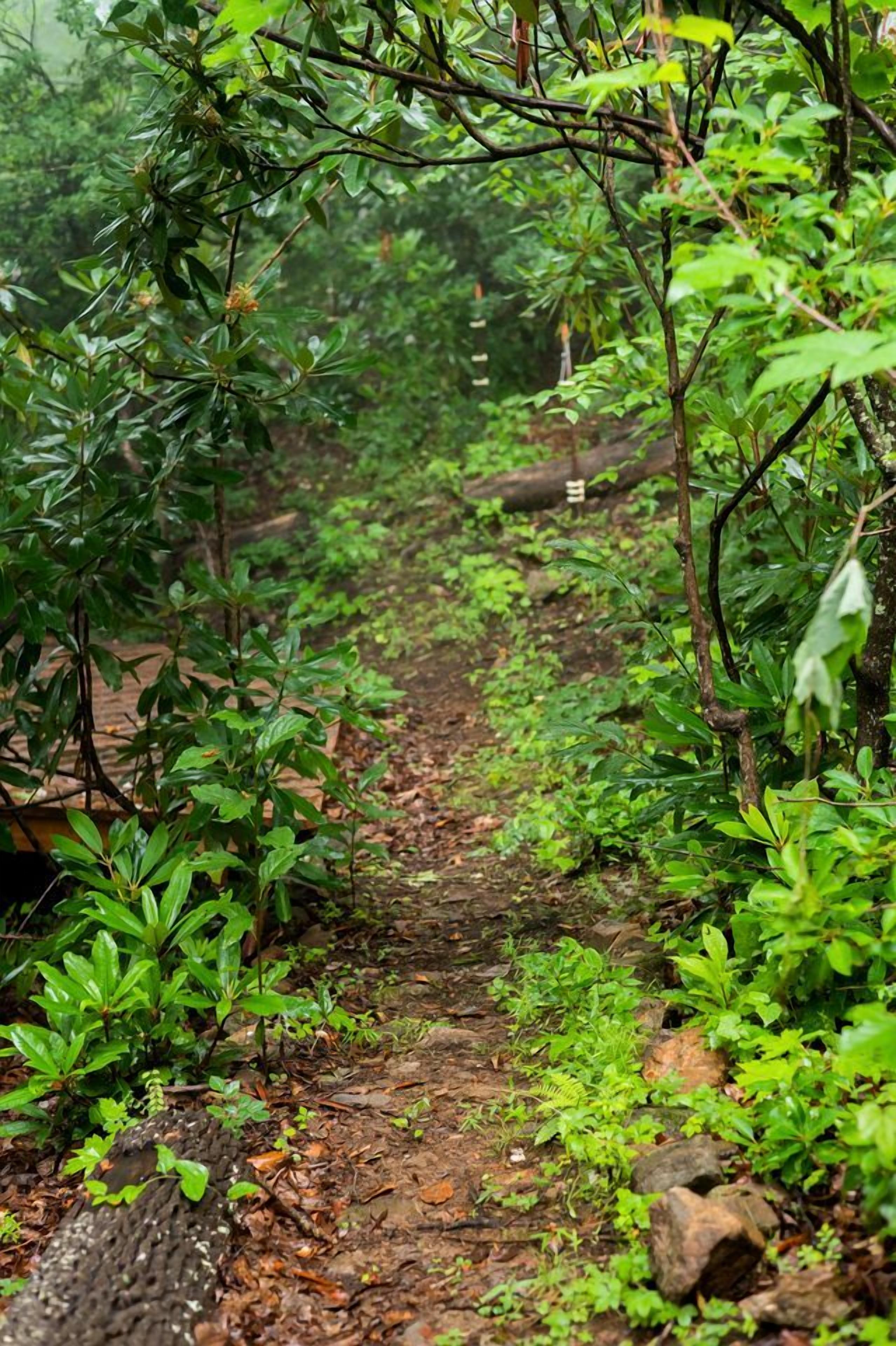 A forested path with dense foliage and a dirt trail.